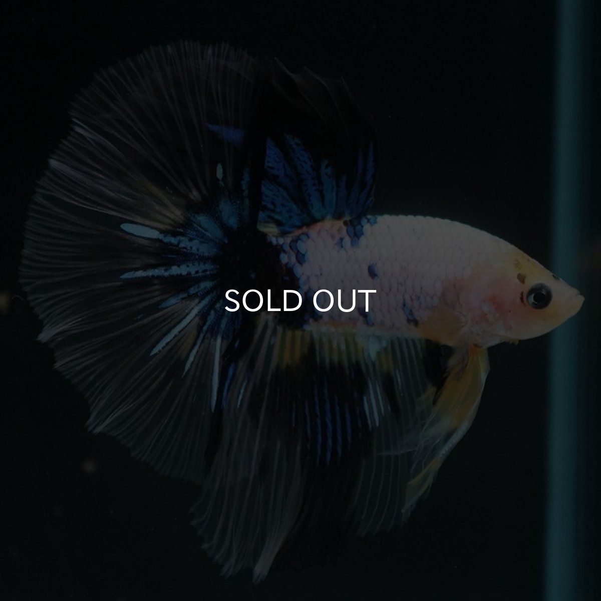 画像6: HM　ホワイトファンシー (6)