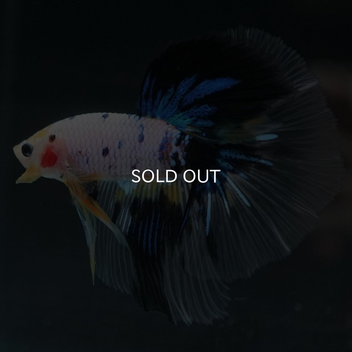 画像4: HM　ホワイトファンシー (4)