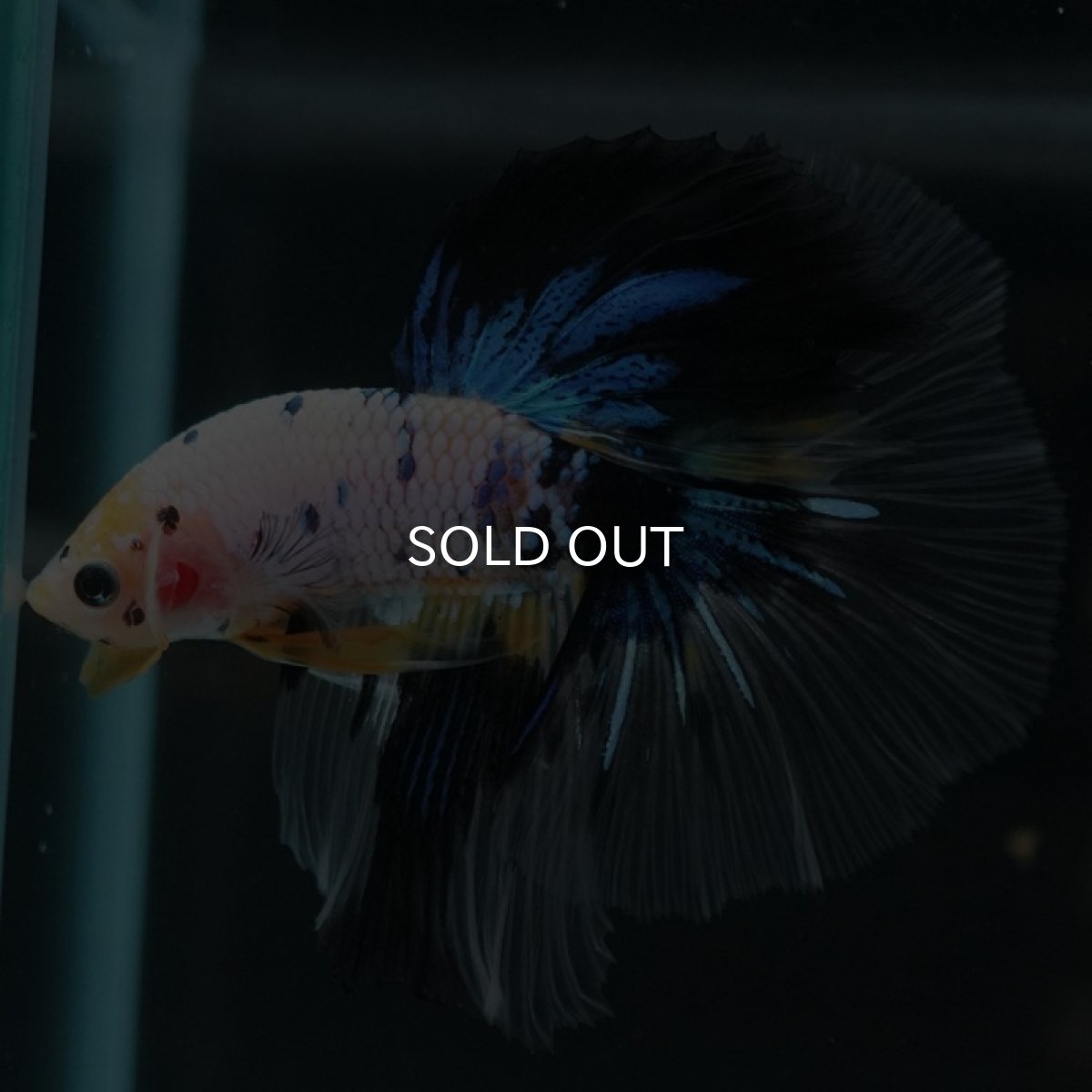 画像7: HM　ホワイトファンシー (7)