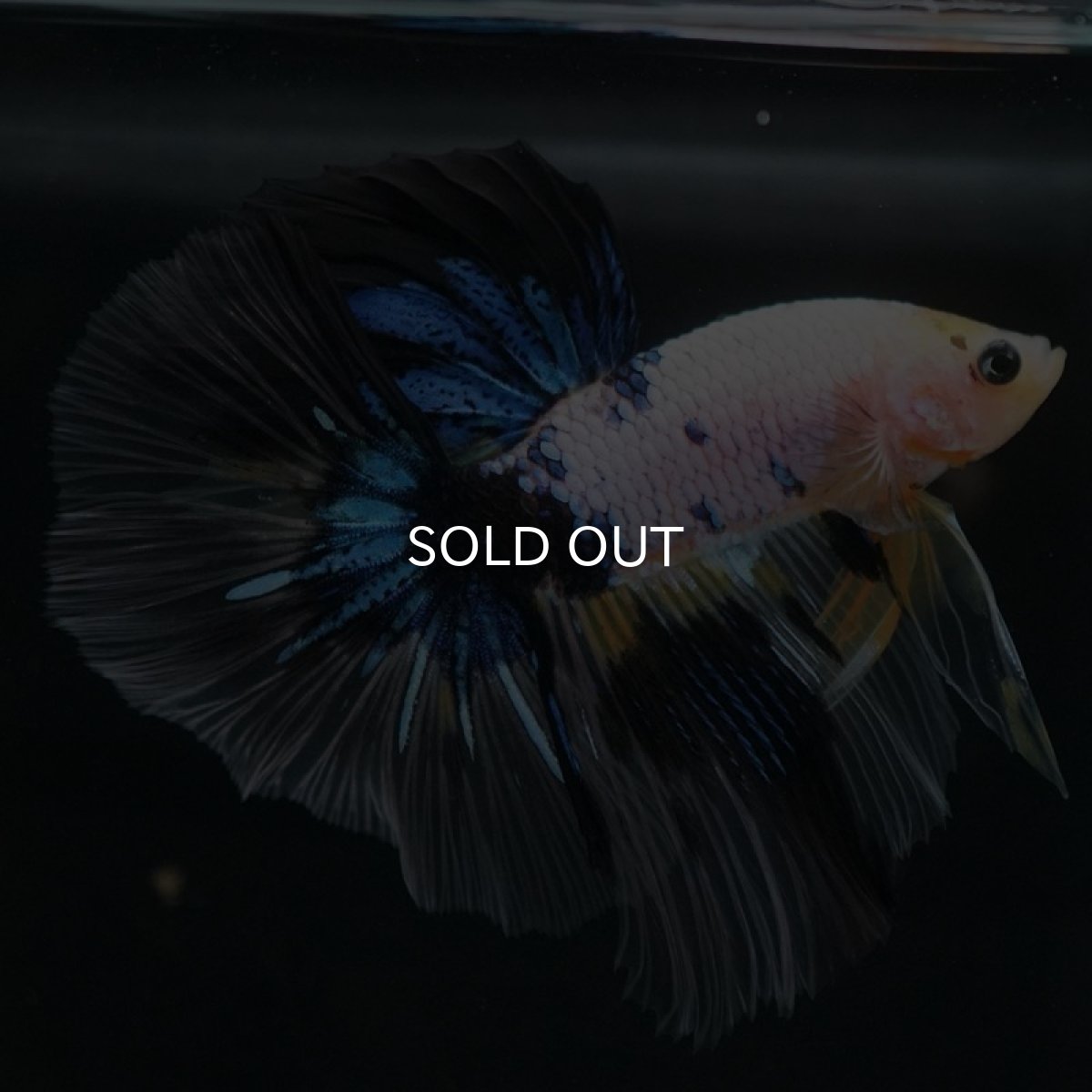 画像5: HM　ホワイトファンシー (5)