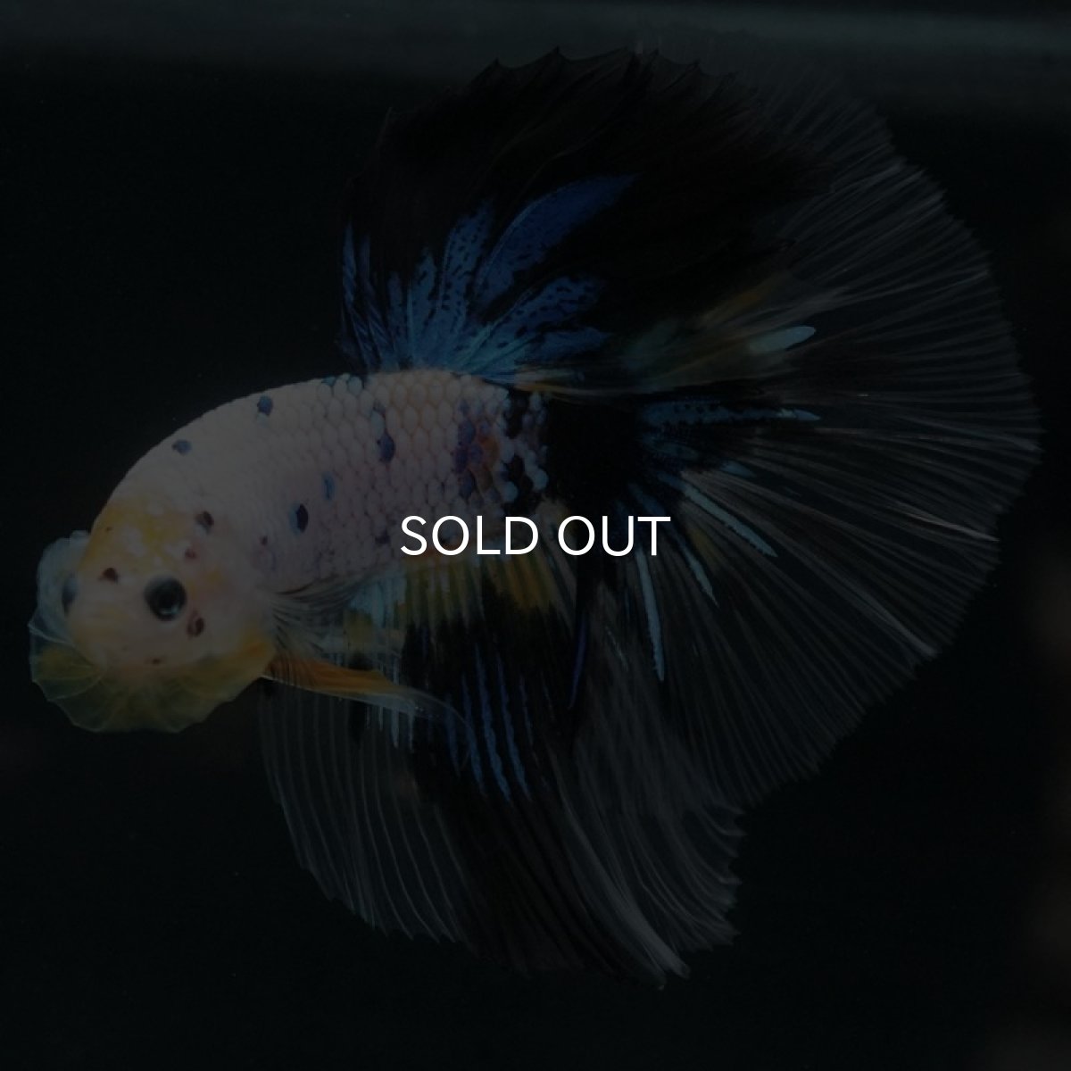 画像2: HM　ホワイトファンシー (2)