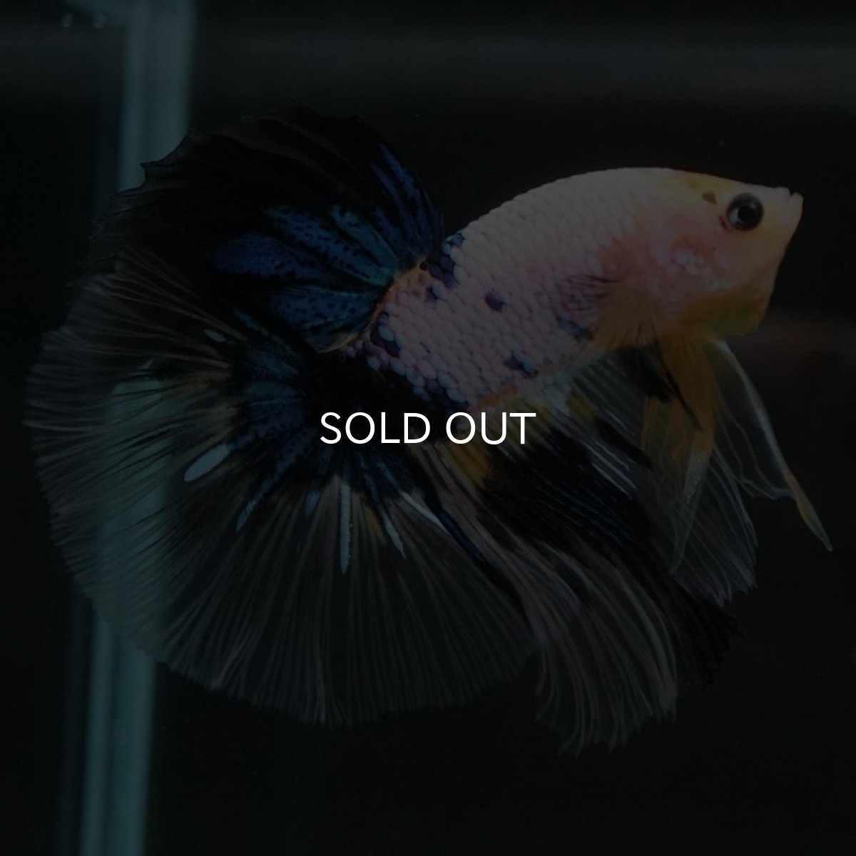 画像3: HM　ホワイトファンシー (3)