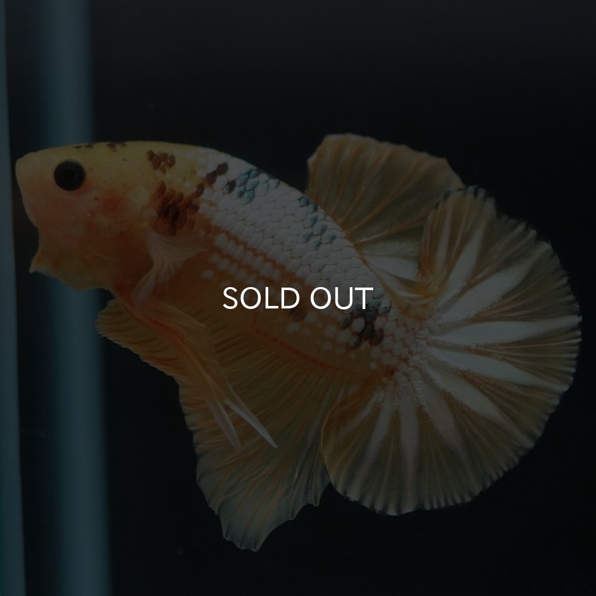 画像7: HMPK　イエローファンシー (7)