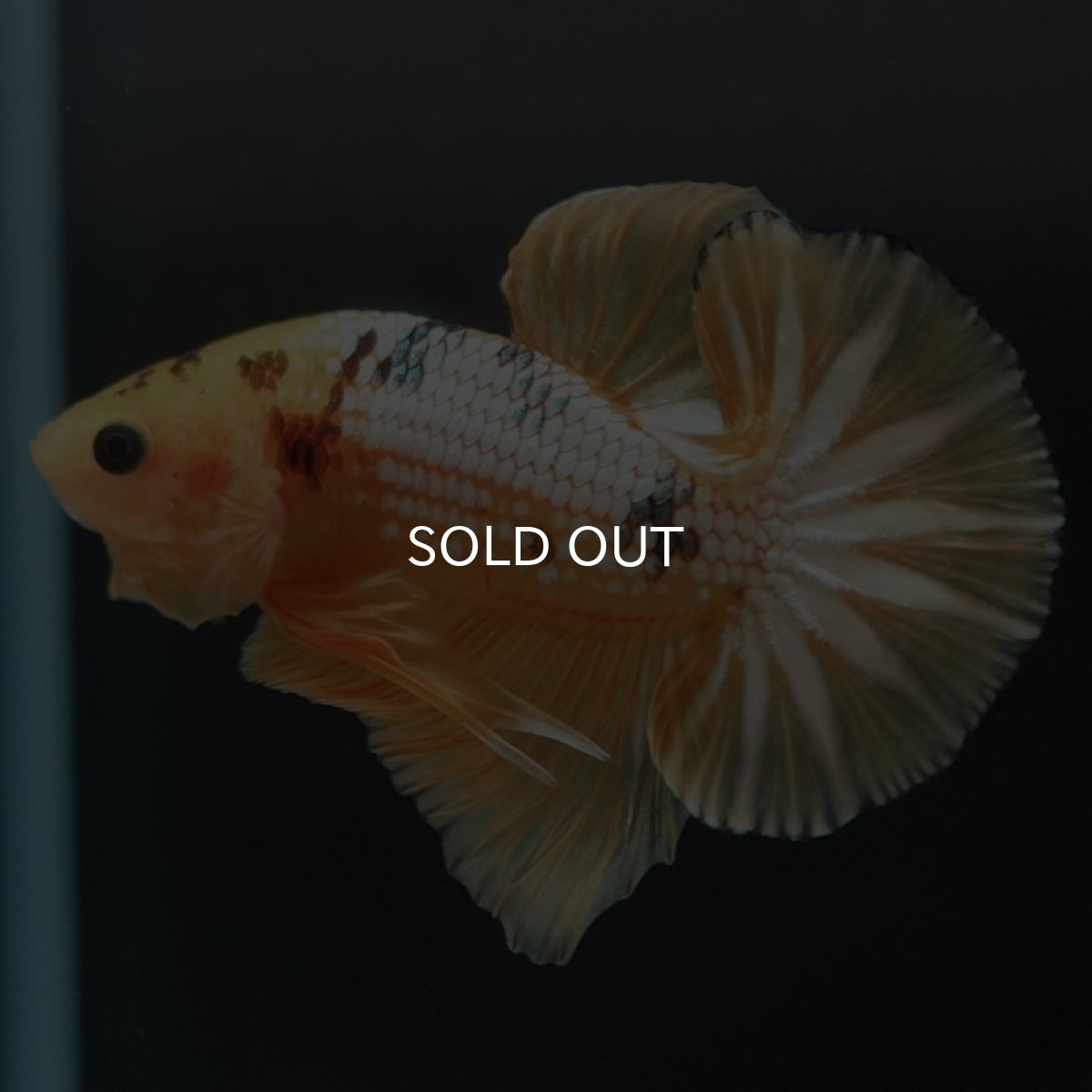 画像6: HMPK　イエローファンシー (6)