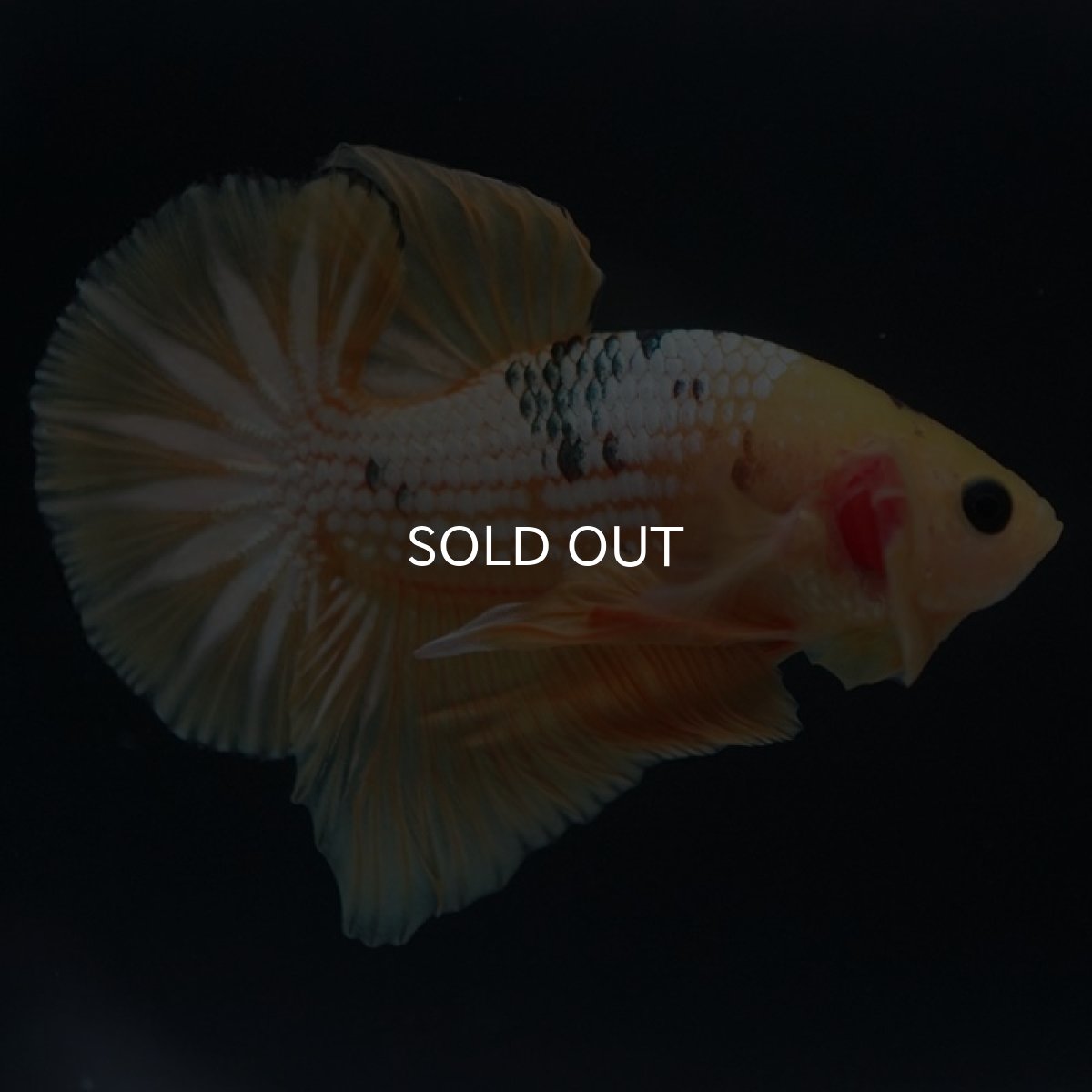 画像5: HMPK　イエローファンシー (5)