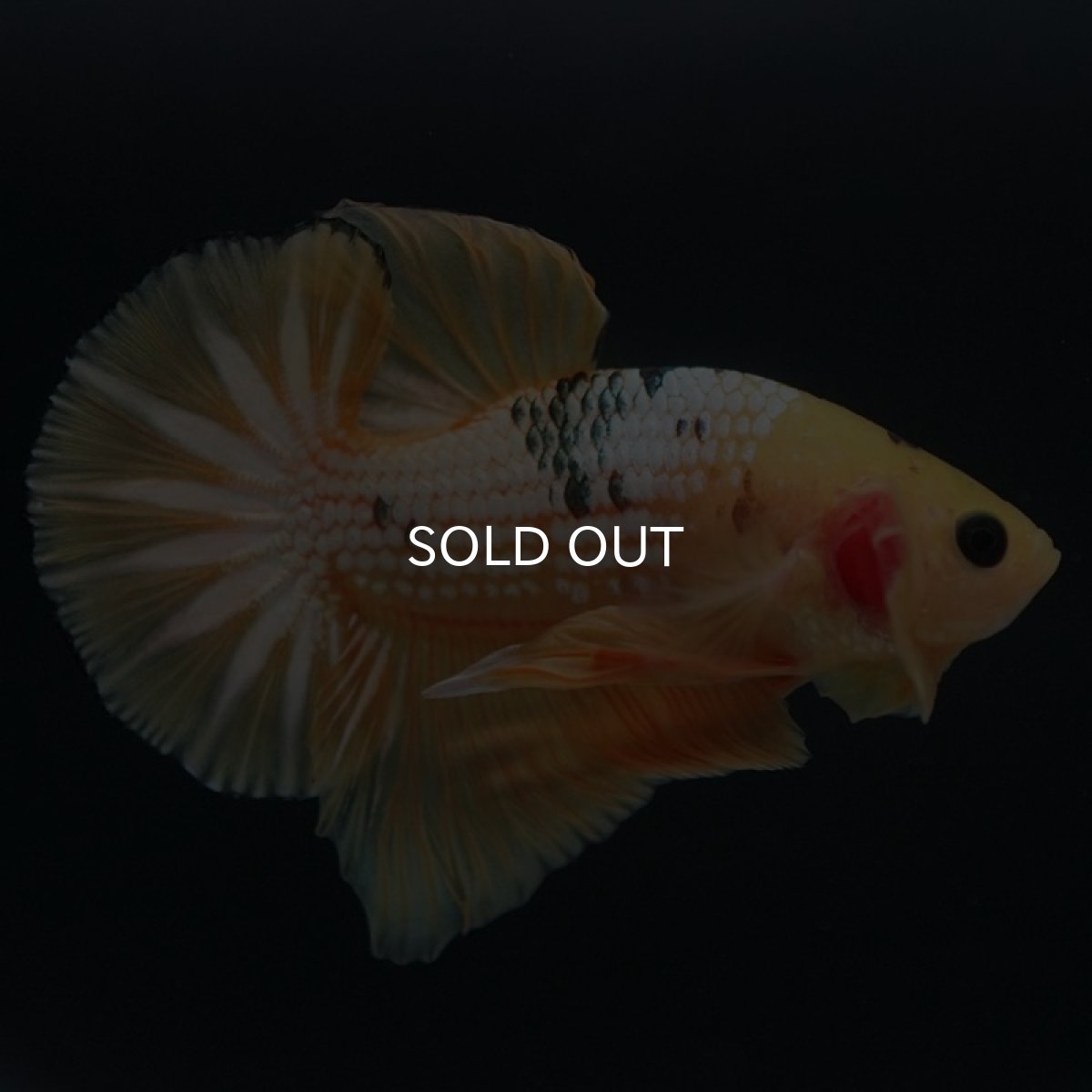 画像3: HMPK　イエローファンシー (3)