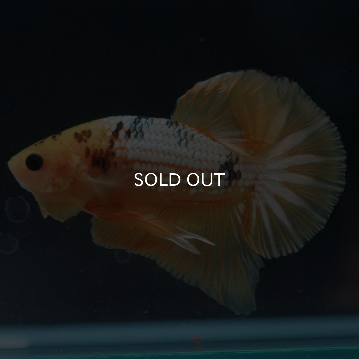 画像2: HMPK　イエローファンシー (2)