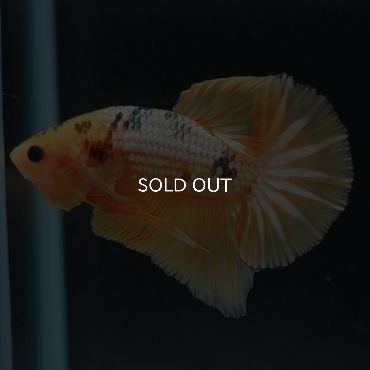 画像4: HMPK　イエローファンシー (4)