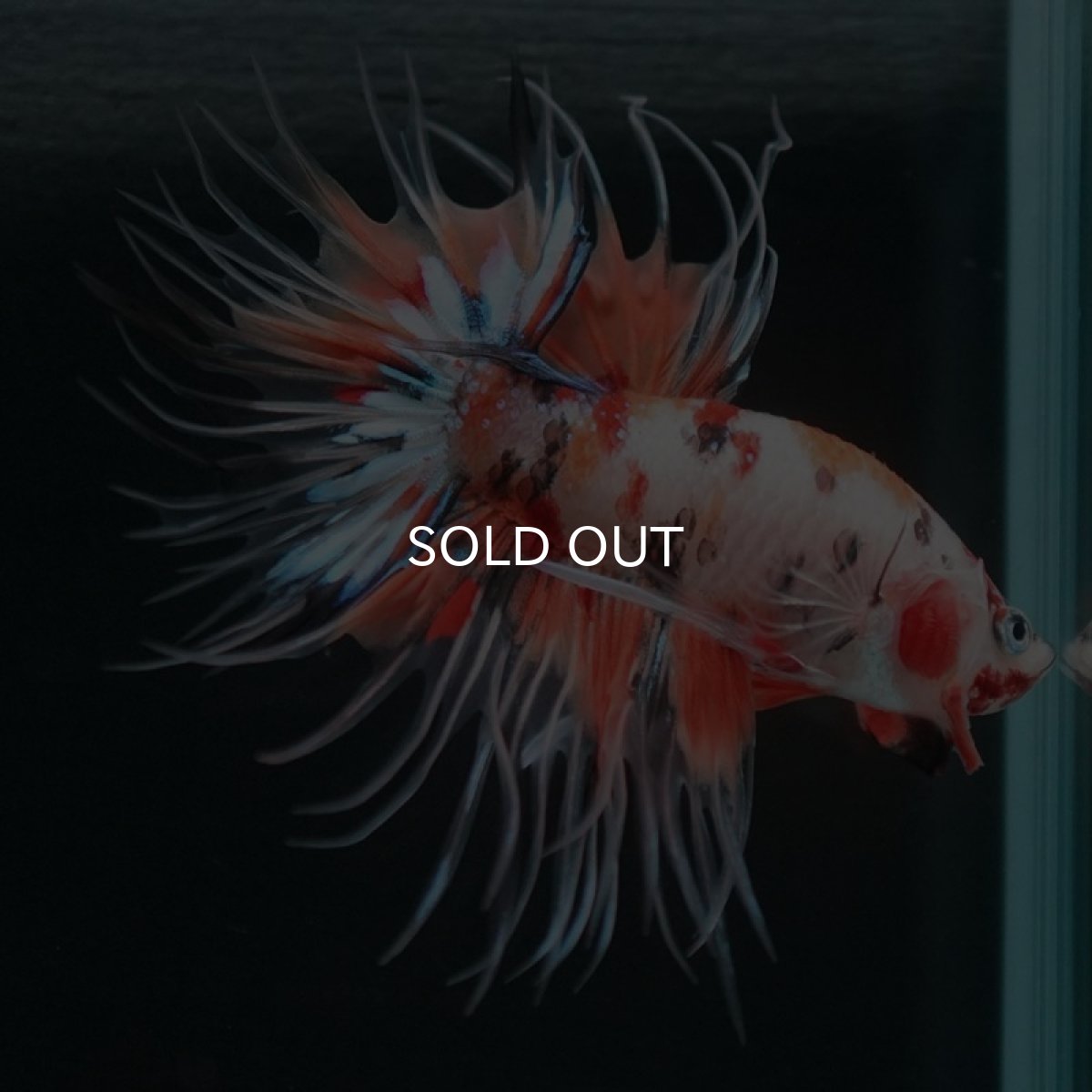 画像5: CT キャンディ (5)