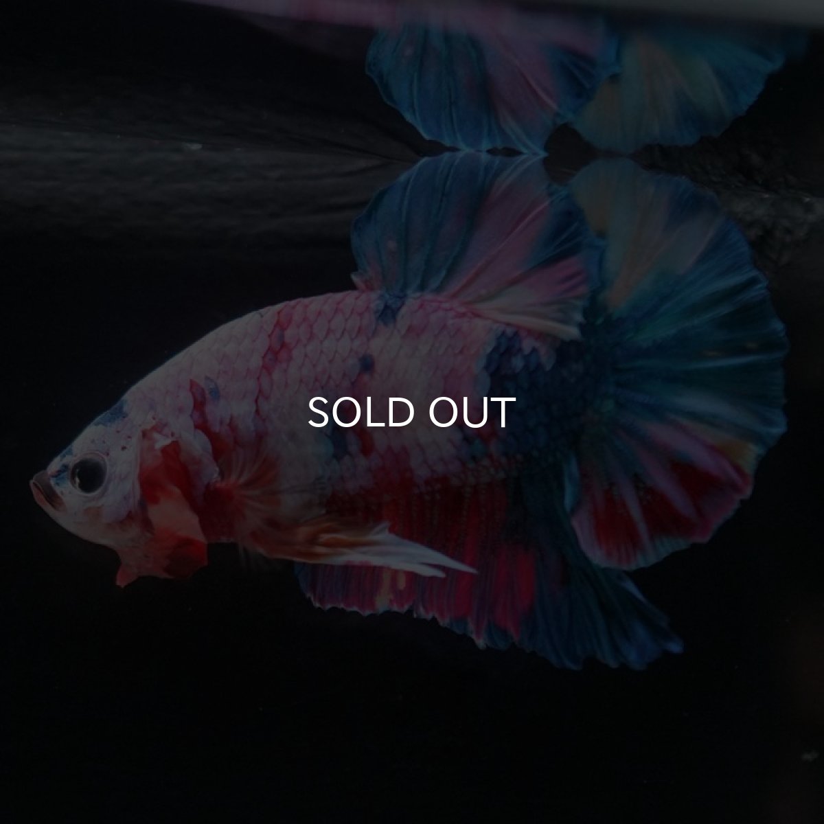 画像6: HMPK　キャンディレインボー (6)