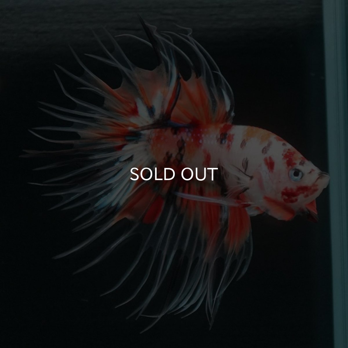 画像3: CT キャンディ (3)