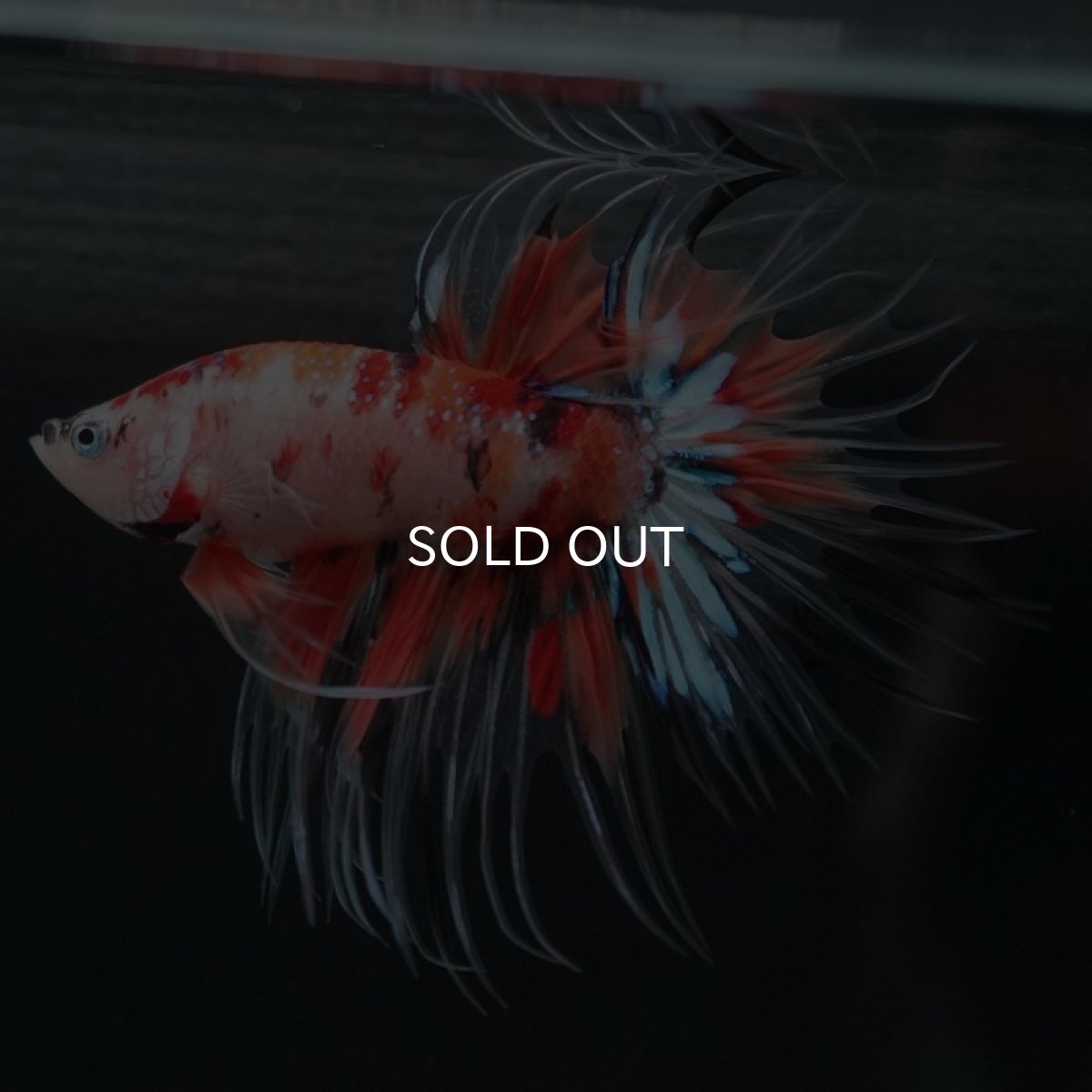 画像2: CT キャンディ (2)