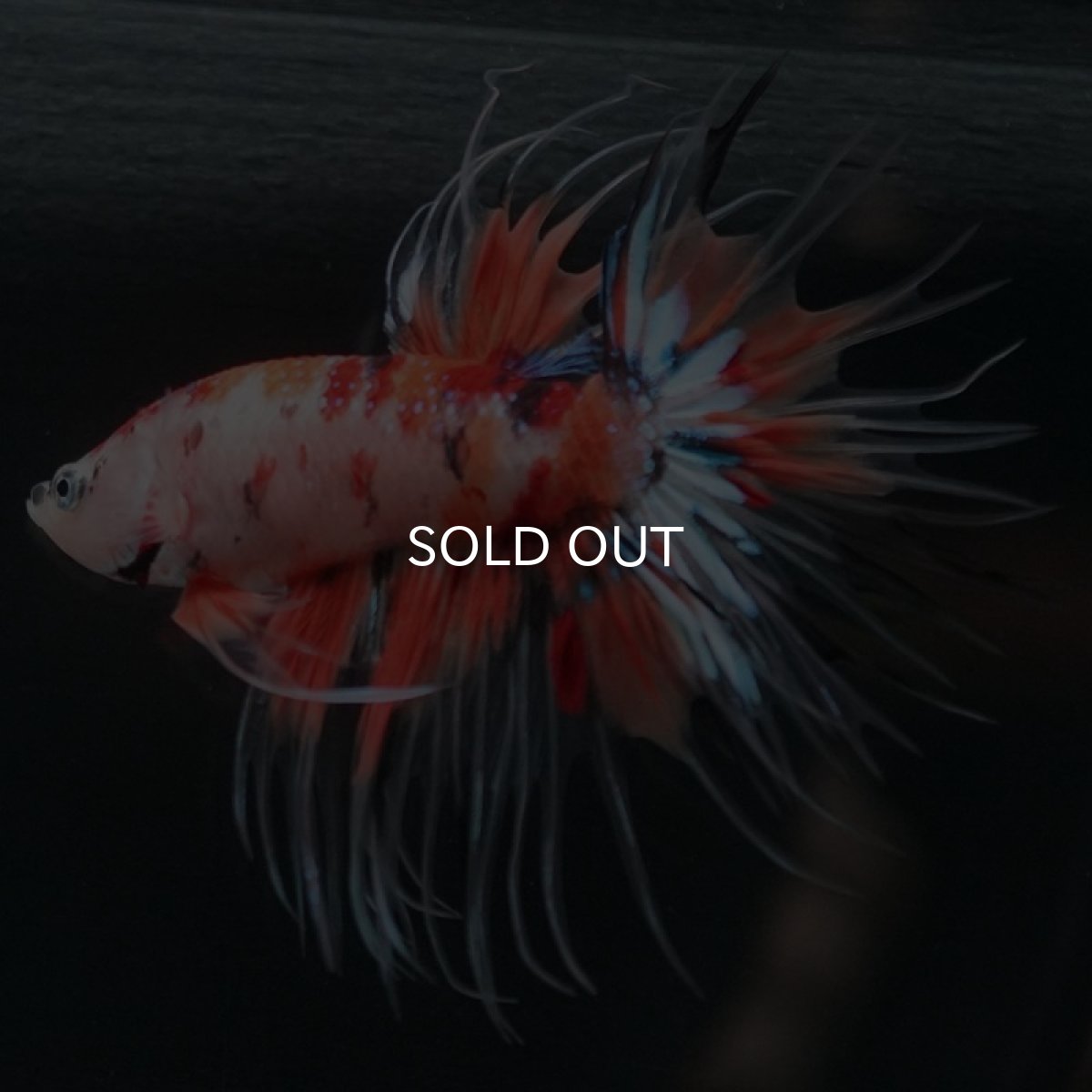 画像4: CT キャンディ (4)