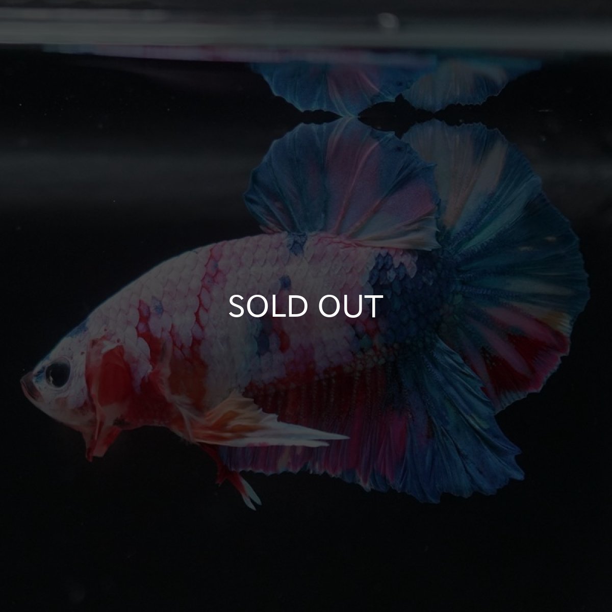 画像3: HMPK　キャンディレインボー (3)