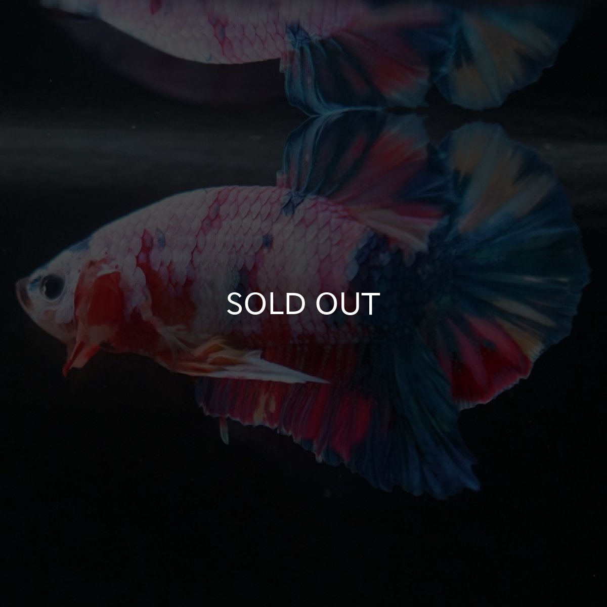 画像5: HMPK　キャンディレインボー (5)