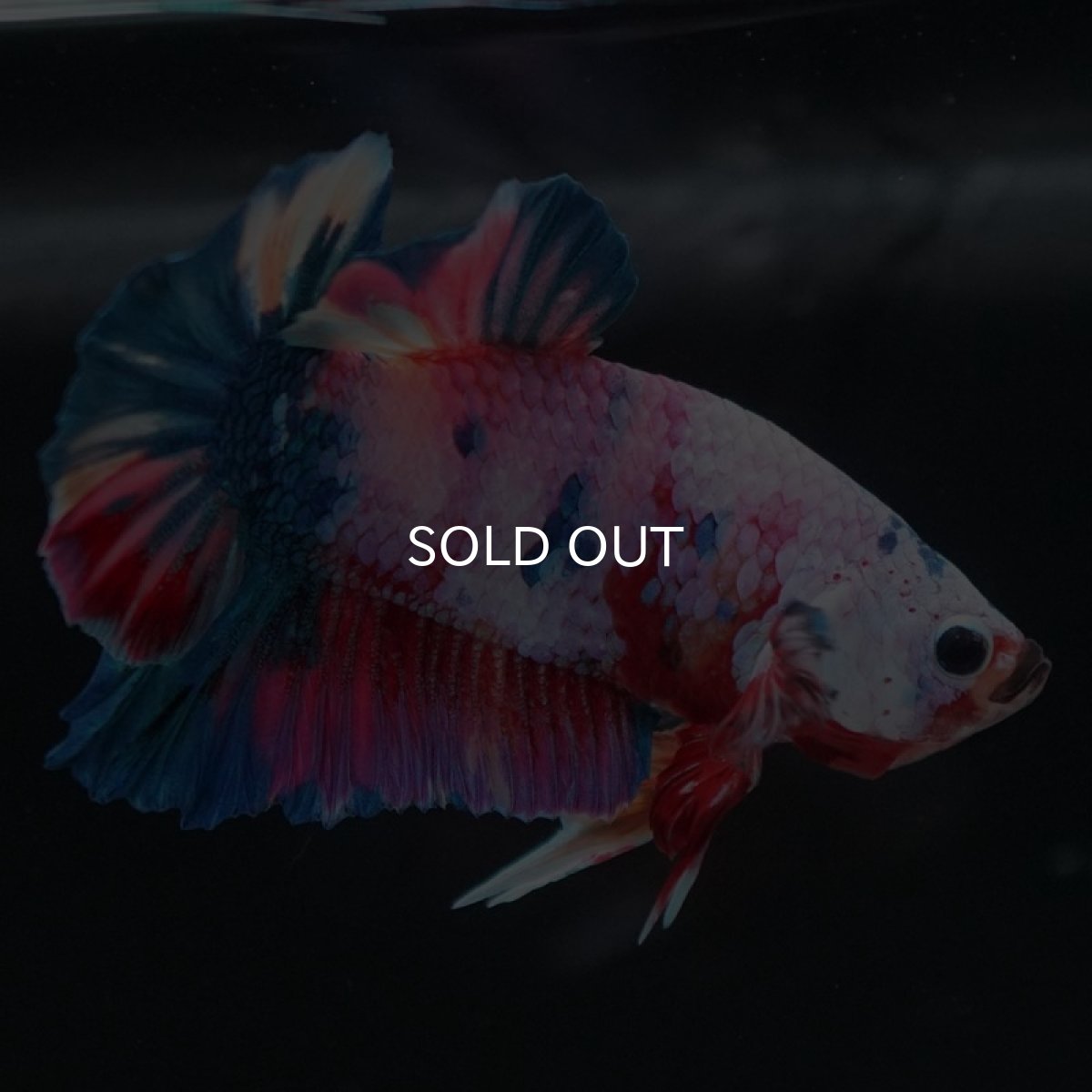 画像4: HMPK　キャンディレインボー (4)