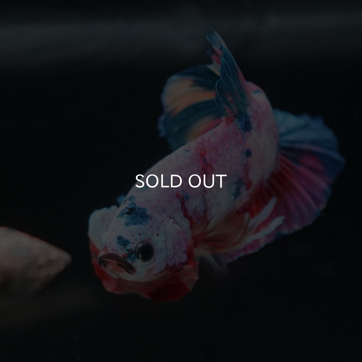 画像2: HMPK　キャンディレインボー (2)