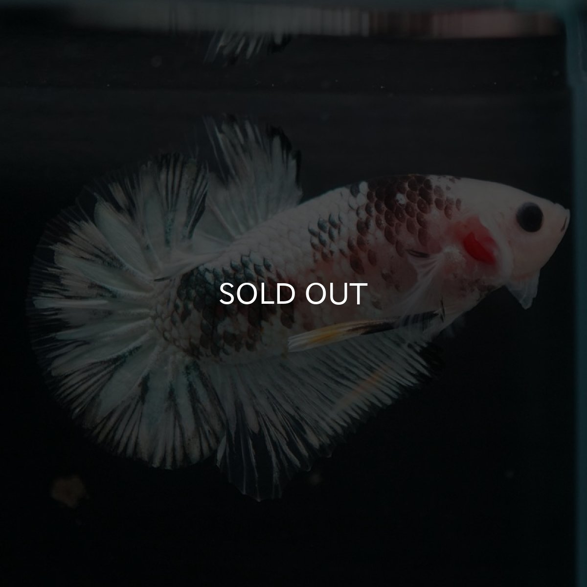 画像5: HMPK　ホワイトカッパー (5)