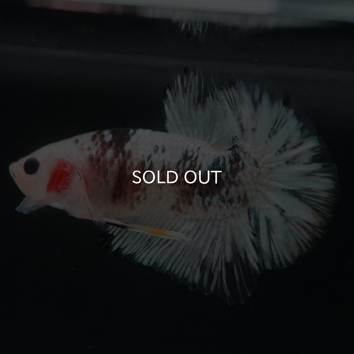 画像7: HMPK　ホワイトカッパー (7)