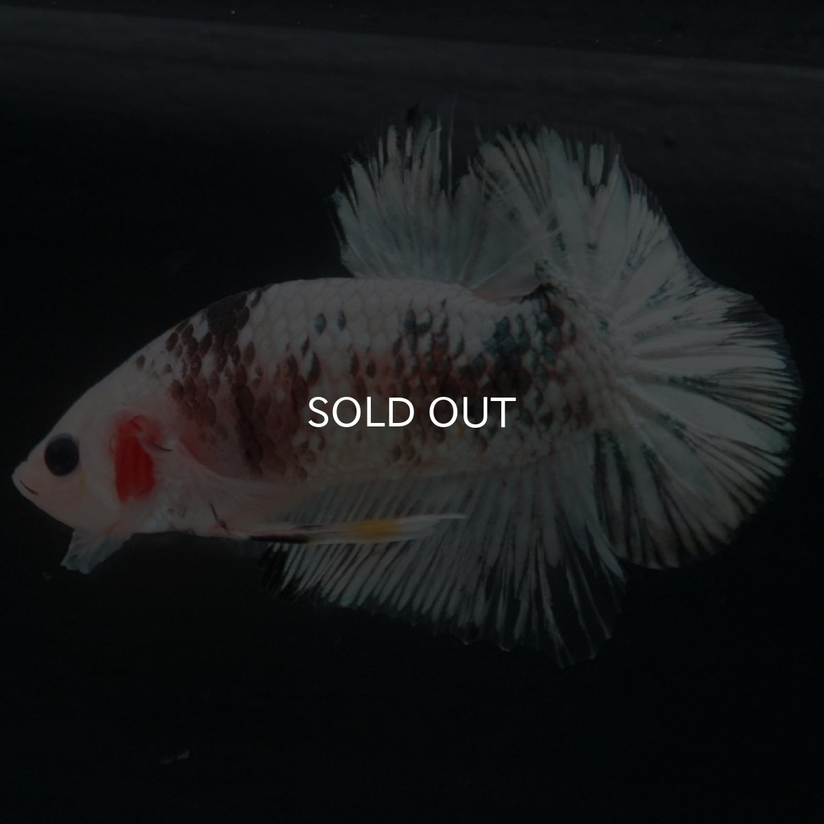 画像6: HMPK　ホワイトカッパー (6)