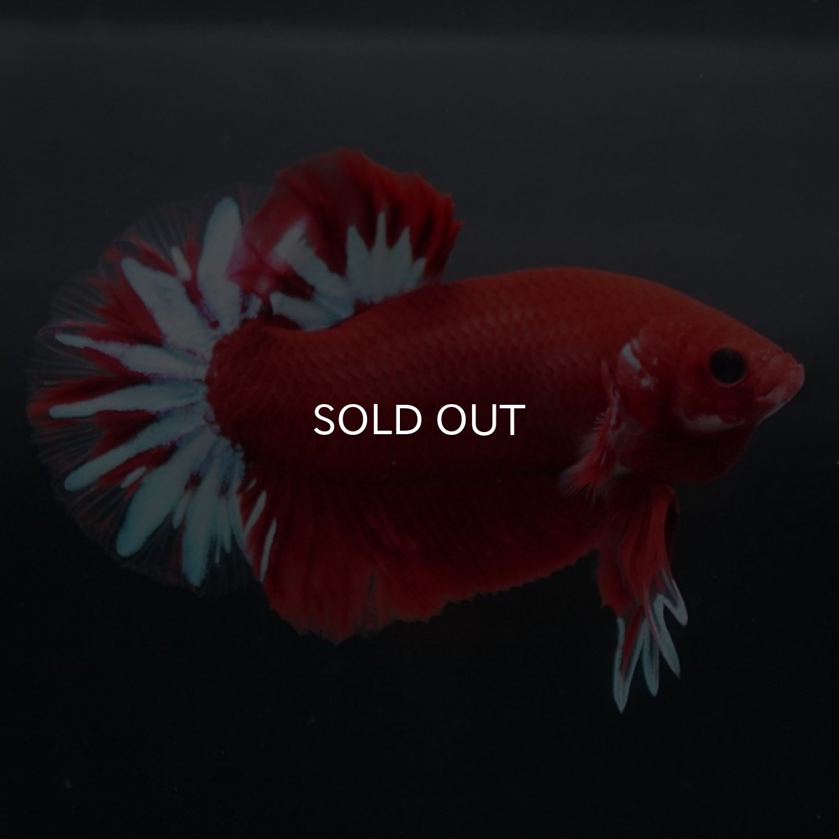 画像5: HMPK　ファンシーレッド (5)