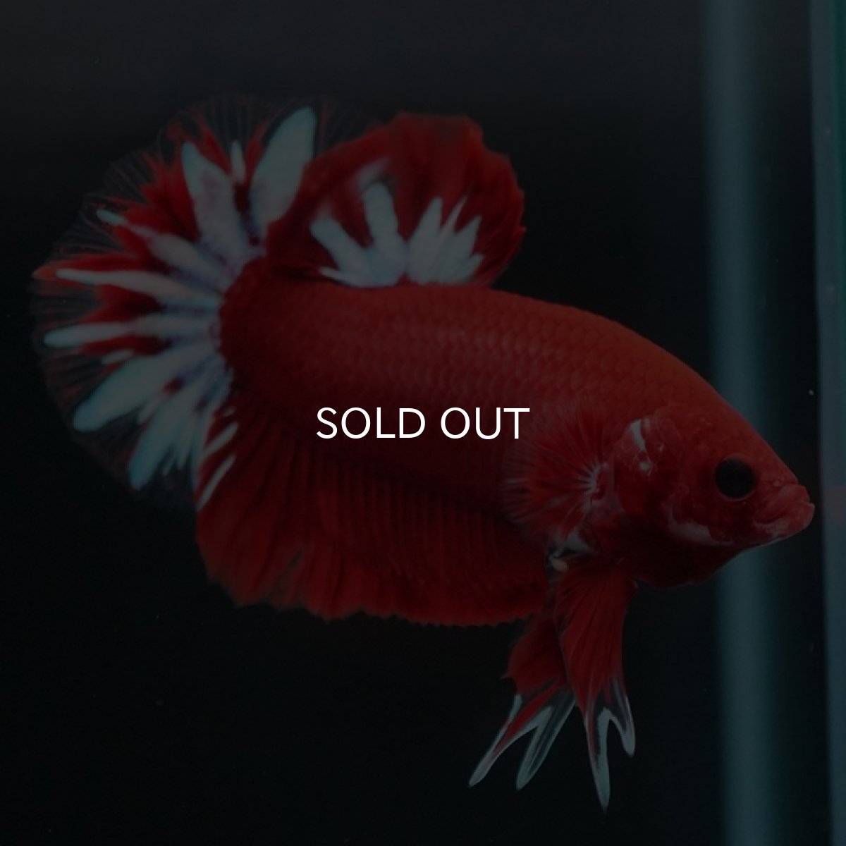 画像8: HMPK　ファンシーレッド (8)