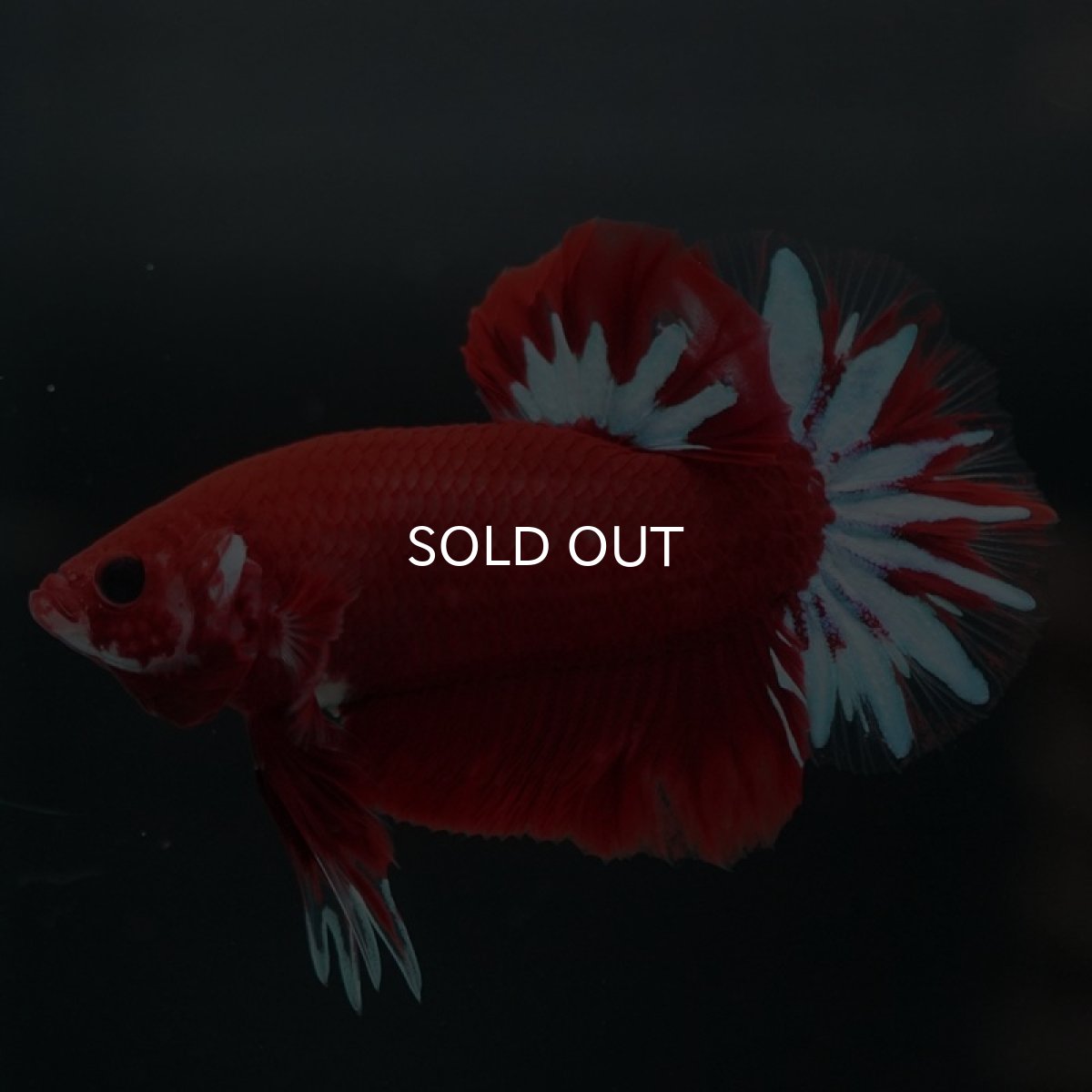 画像4: HMPK　ファンシーレッド (4)