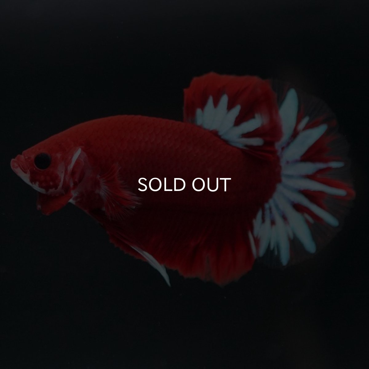 画像6: HMPK　ファンシーレッド (6)