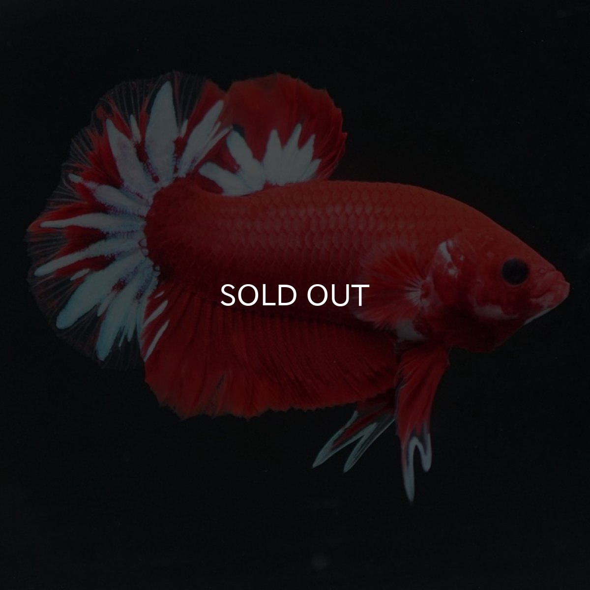 画像2: HMPK　ファンシーレッド (2)