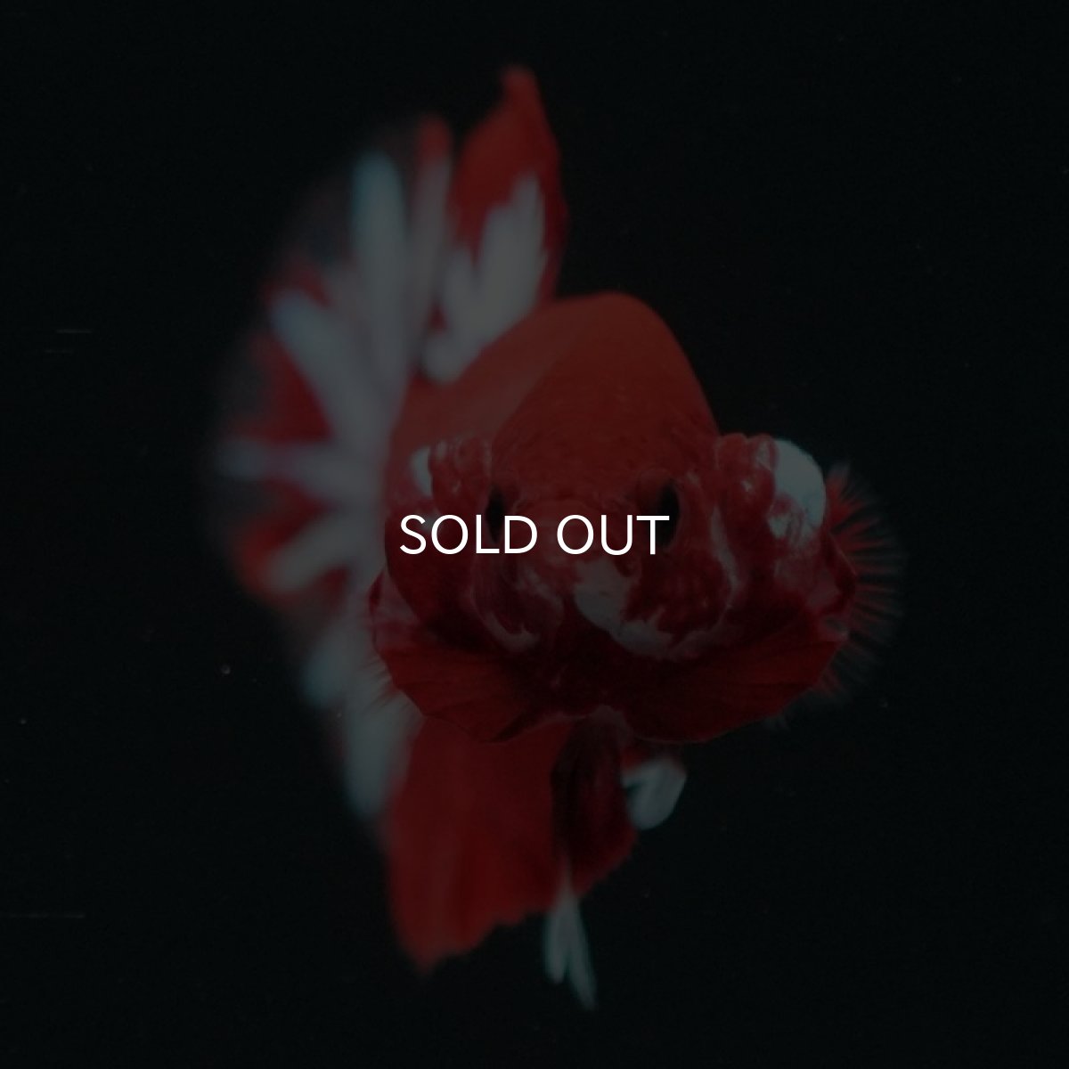 画像3: HMPK　ファンシーレッド (3)