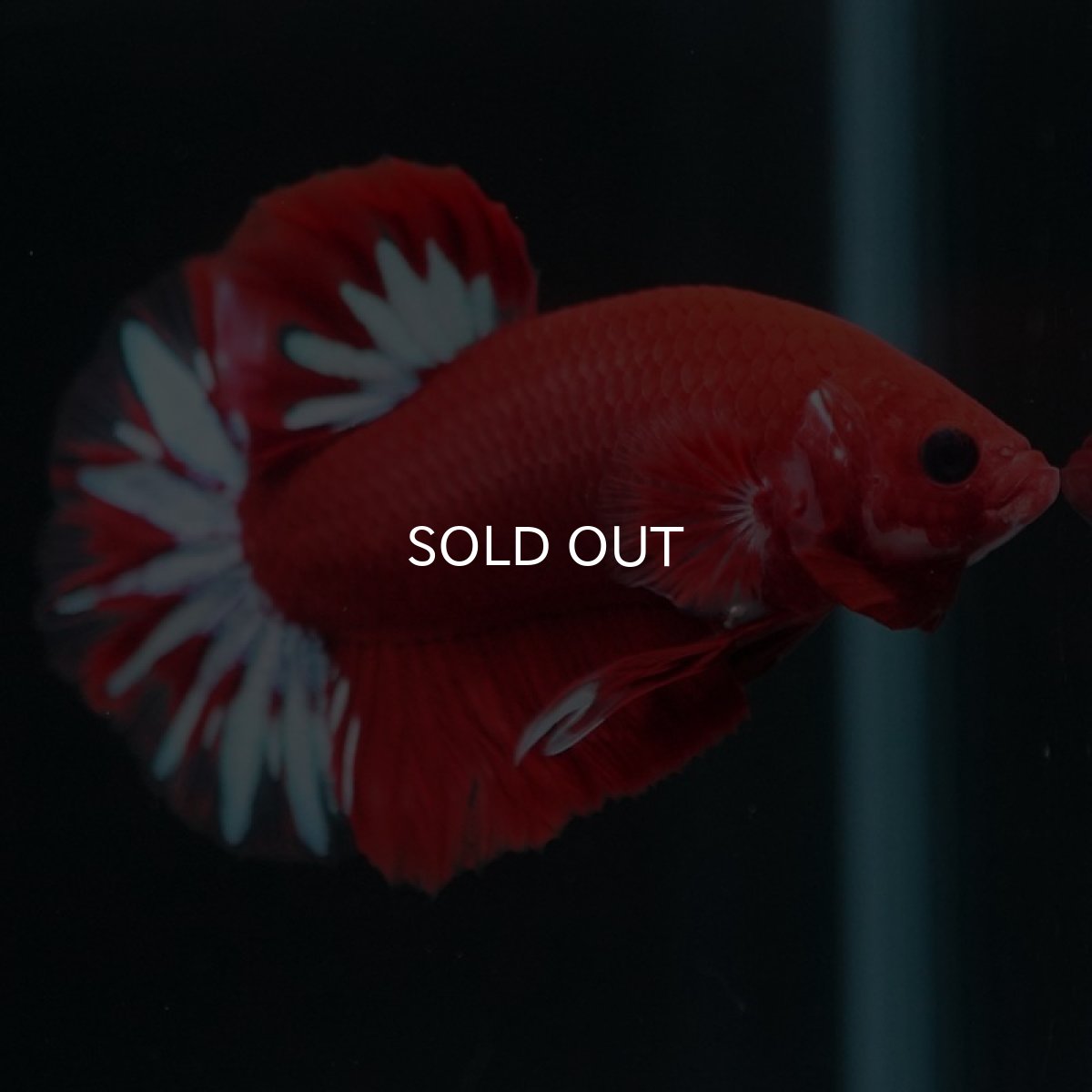 画像7: HMPK　ファンシーレッド (7)