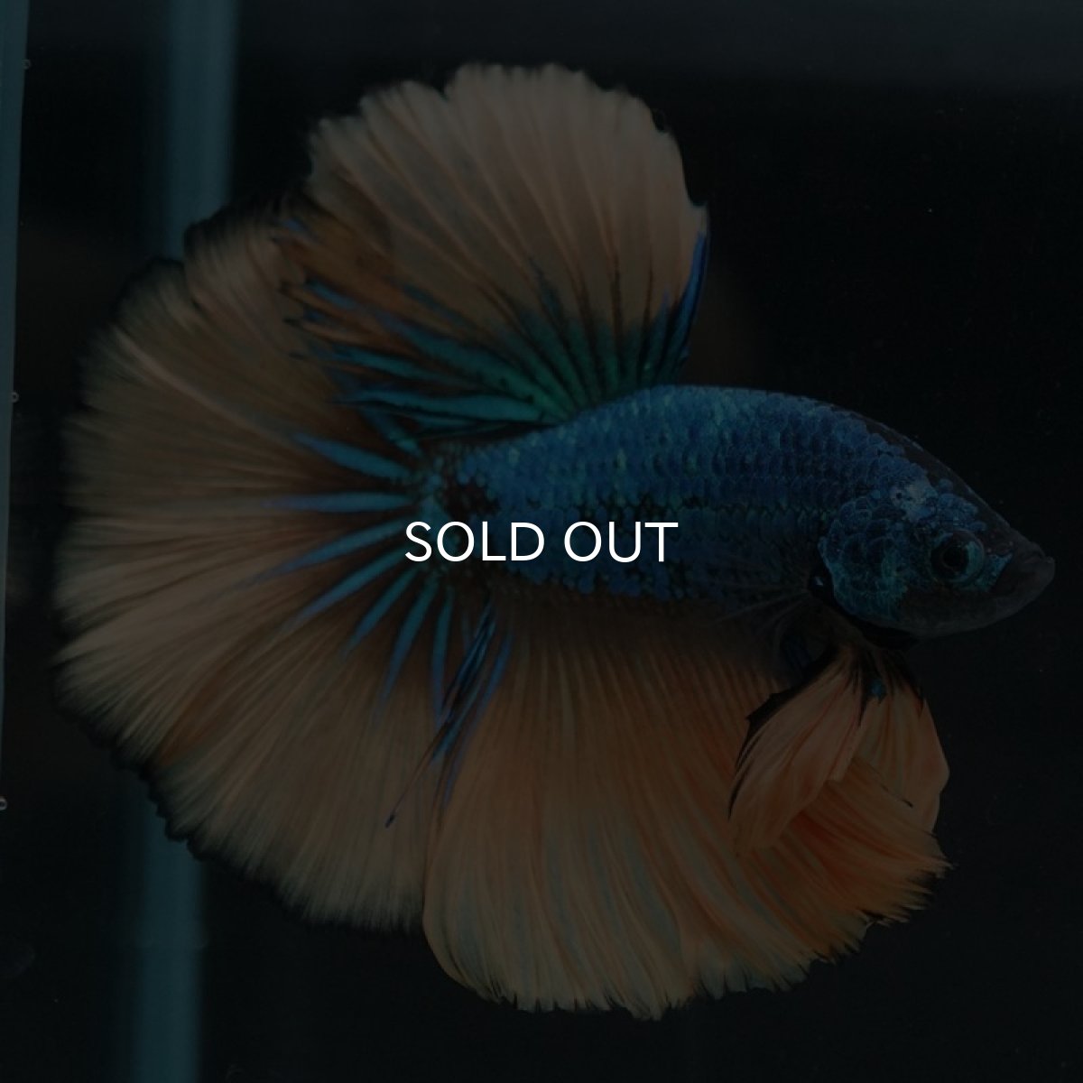 画像4: HM マスタードガス (4)