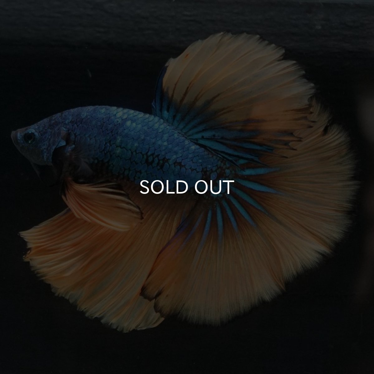 画像3: HM マスタードガス (3)