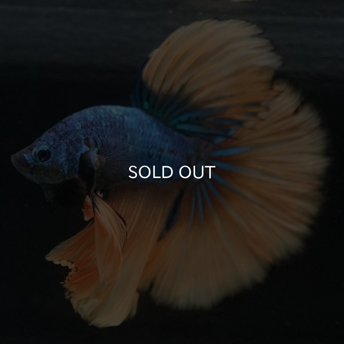 画像5: HM マスタードガス (5)