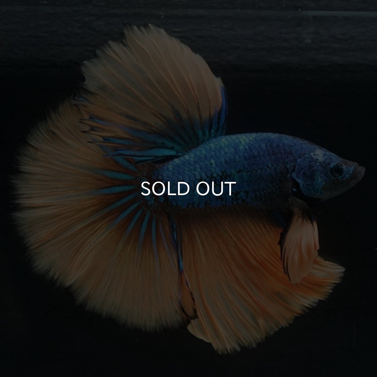 画像2: HM マスタードガス (2)