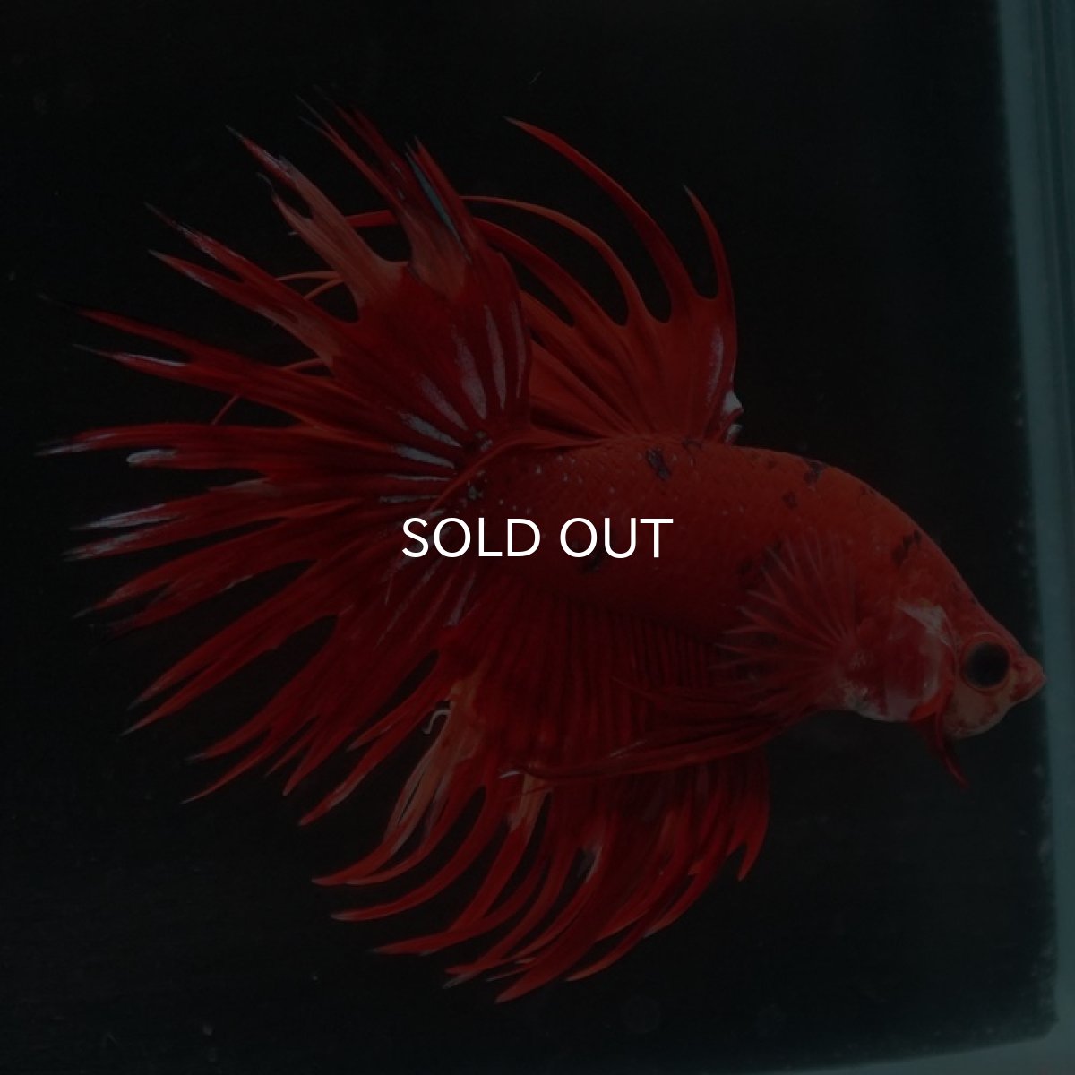 画像5: CT　ファンシーレッド (5)