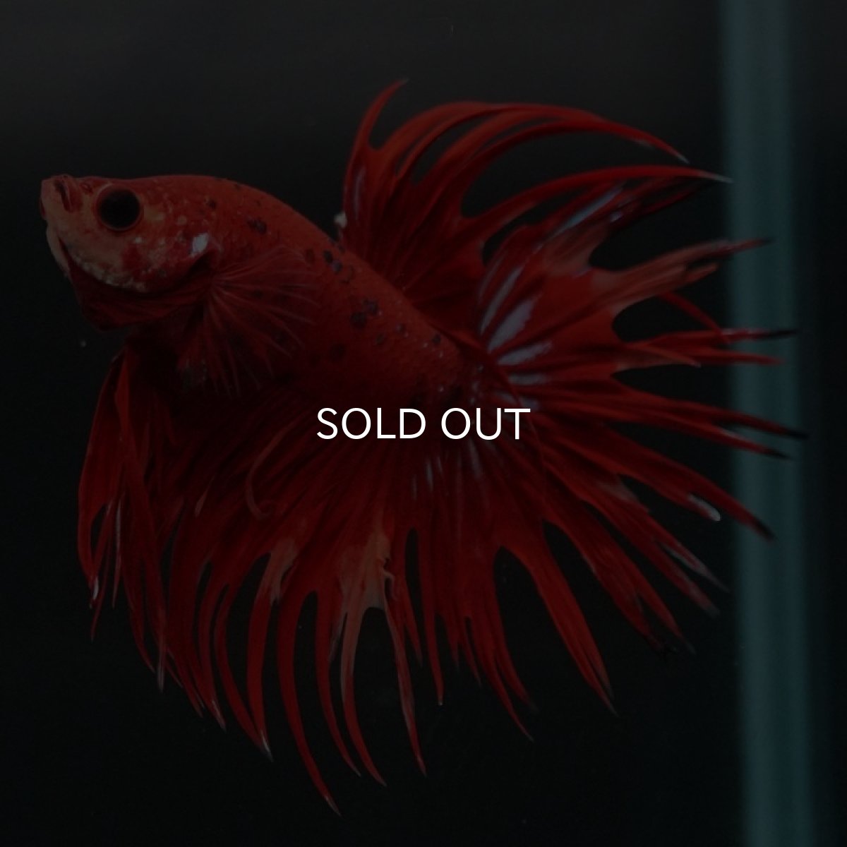 画像4: CT　ファンシーレッド (4)