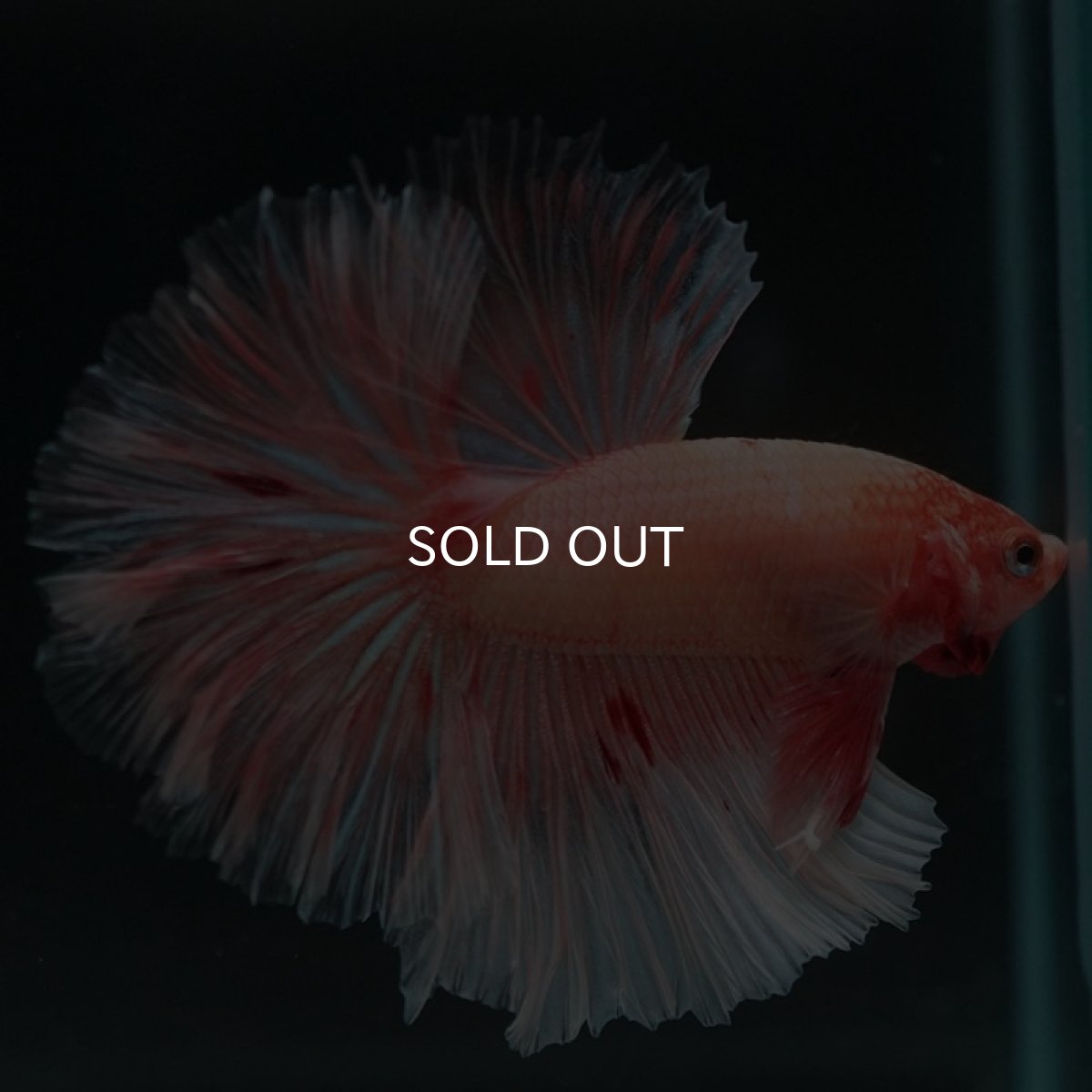 画像3: HM アルマゲドン ローズテール (3)