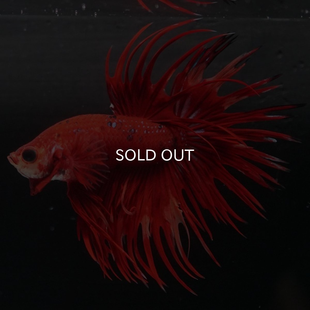 画像3: CT　ファンシーレッド (3)