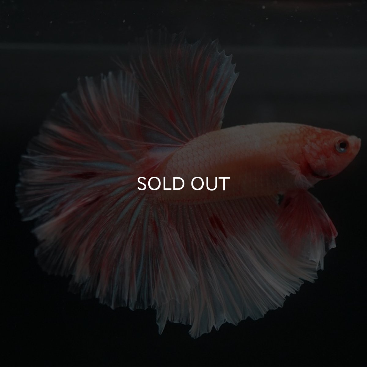 画像2: HM アルマゲドン ローズテール (2)