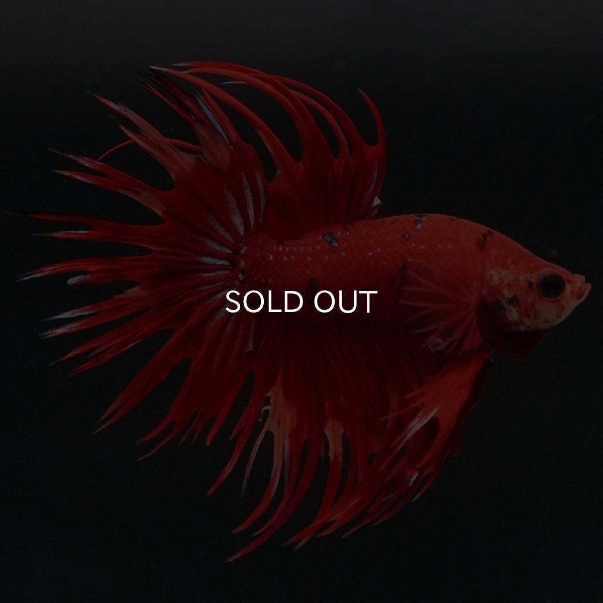 画像2: CT　ファンシーレッド (2)