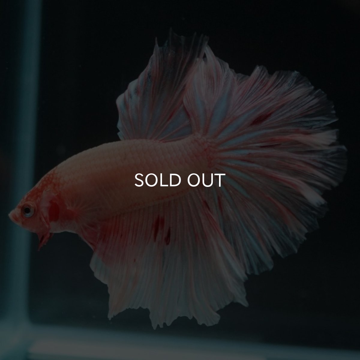 画像6: HM アルマゲドン ローズテール (6)