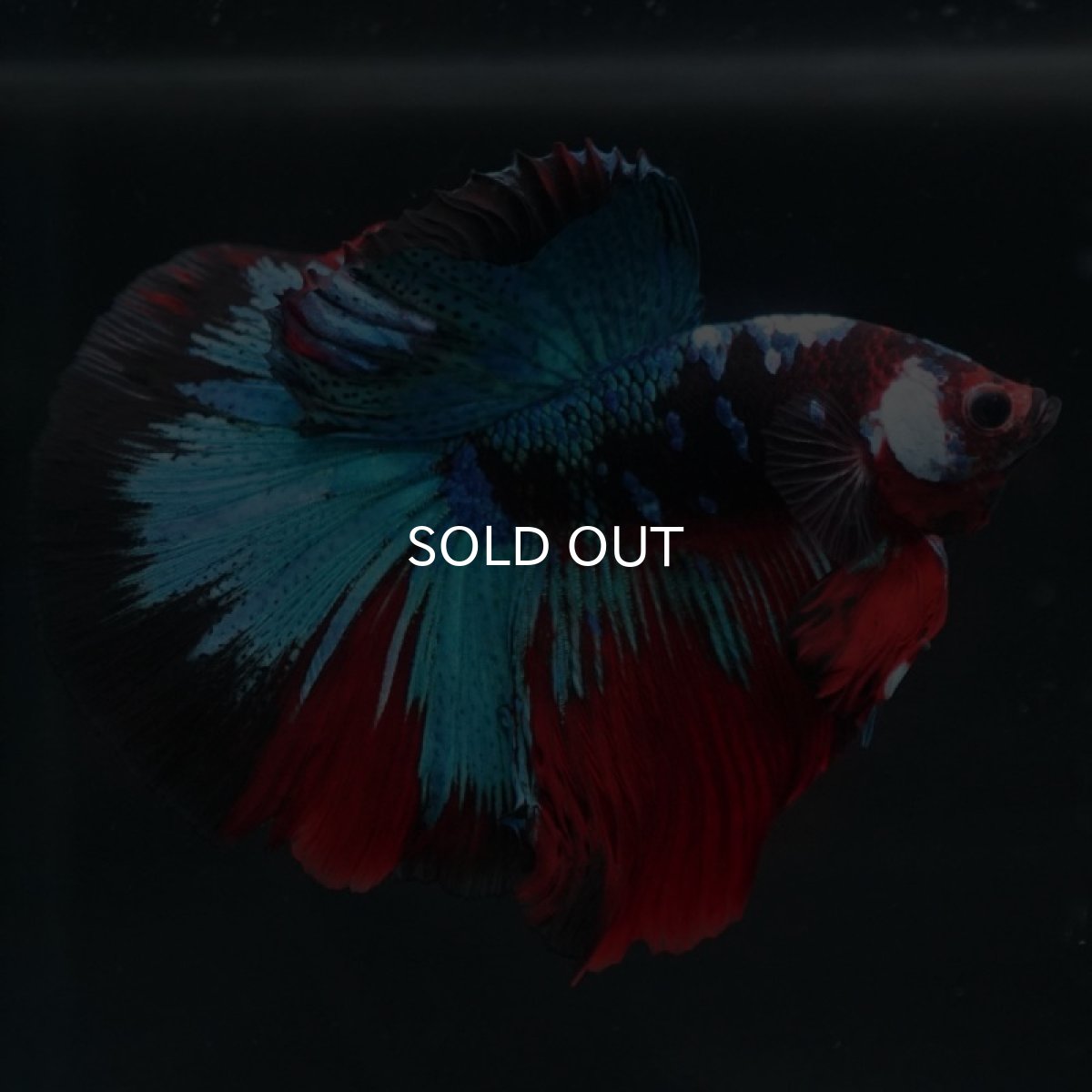 画像5: HM 鯉 変わり柄 (5)