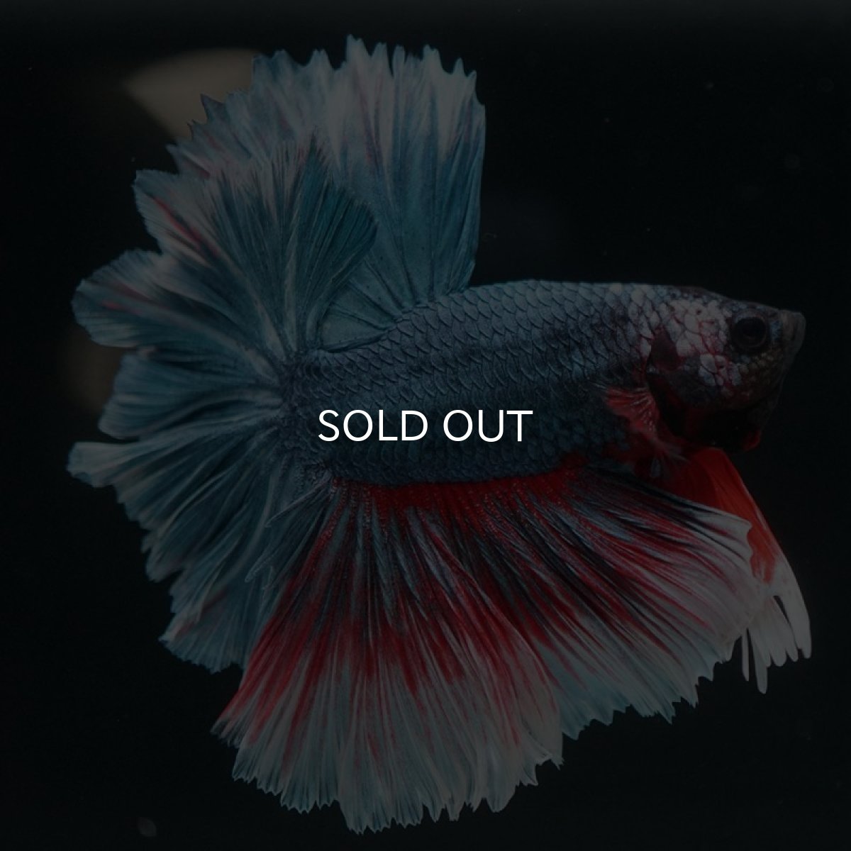 画像7: HM ファンシー フェザーテール (7)