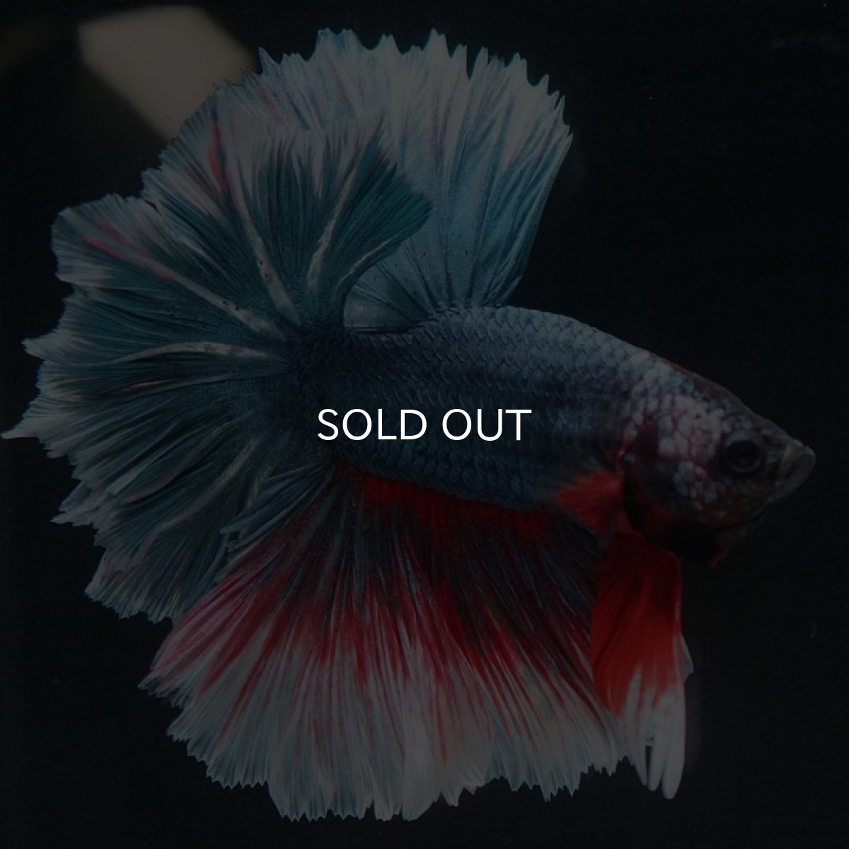 画像2: HM ファンシー フェザーテール (2)