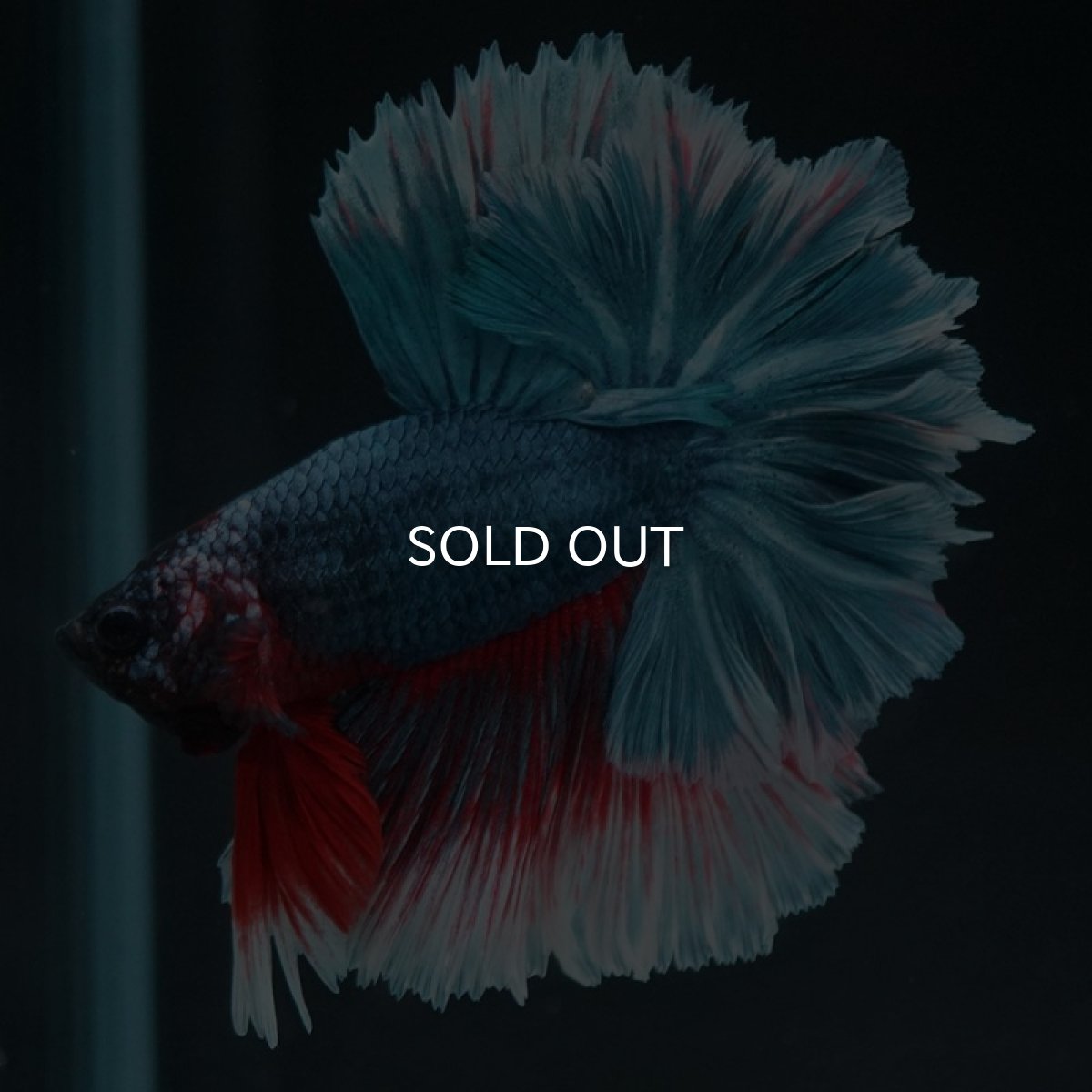 画像8: HM ファンシー フェザーテール (8)