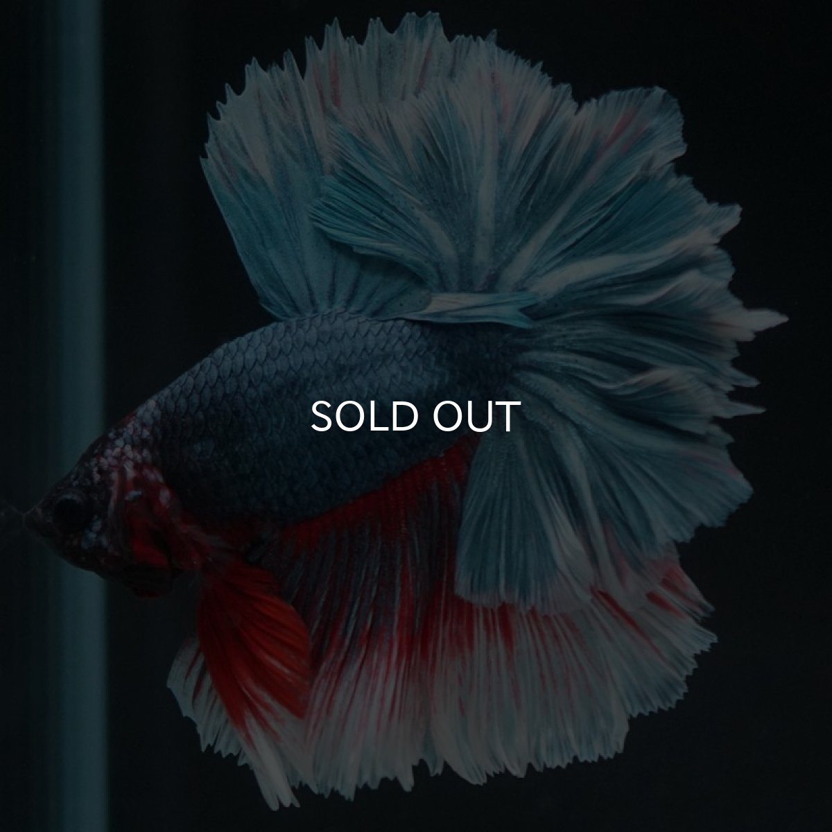 画像3: HM ファンシー フェザーテール (3)