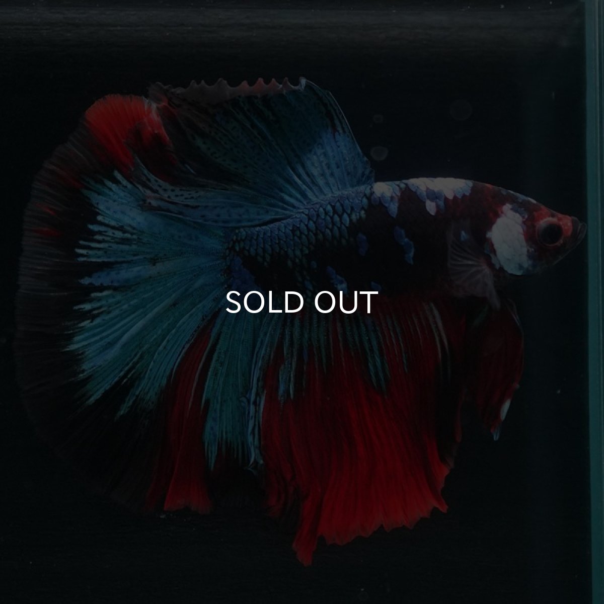 画像4: HM 鯉 変わり柄 (4)