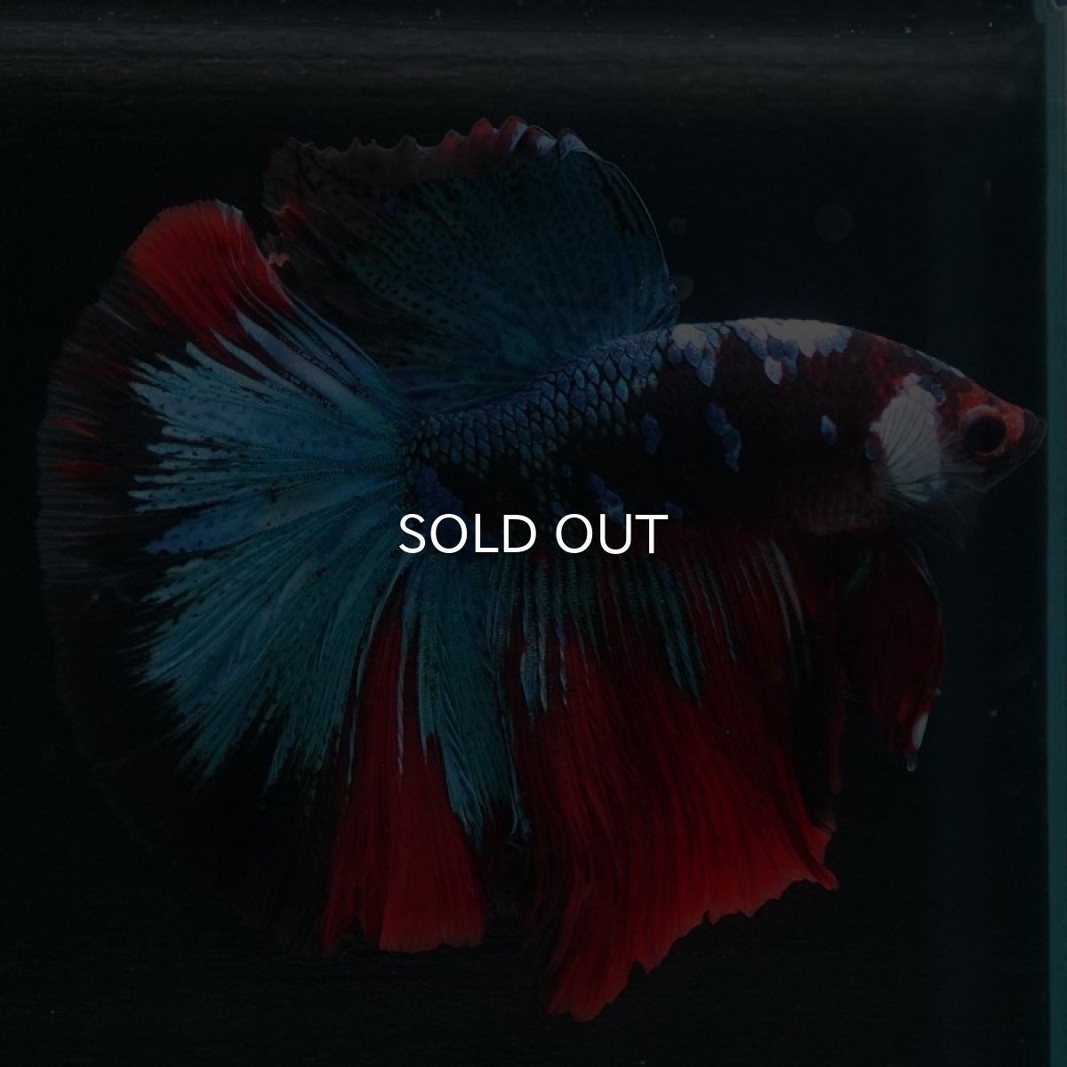 画像2: HM 鯉 変わり柄 (2)