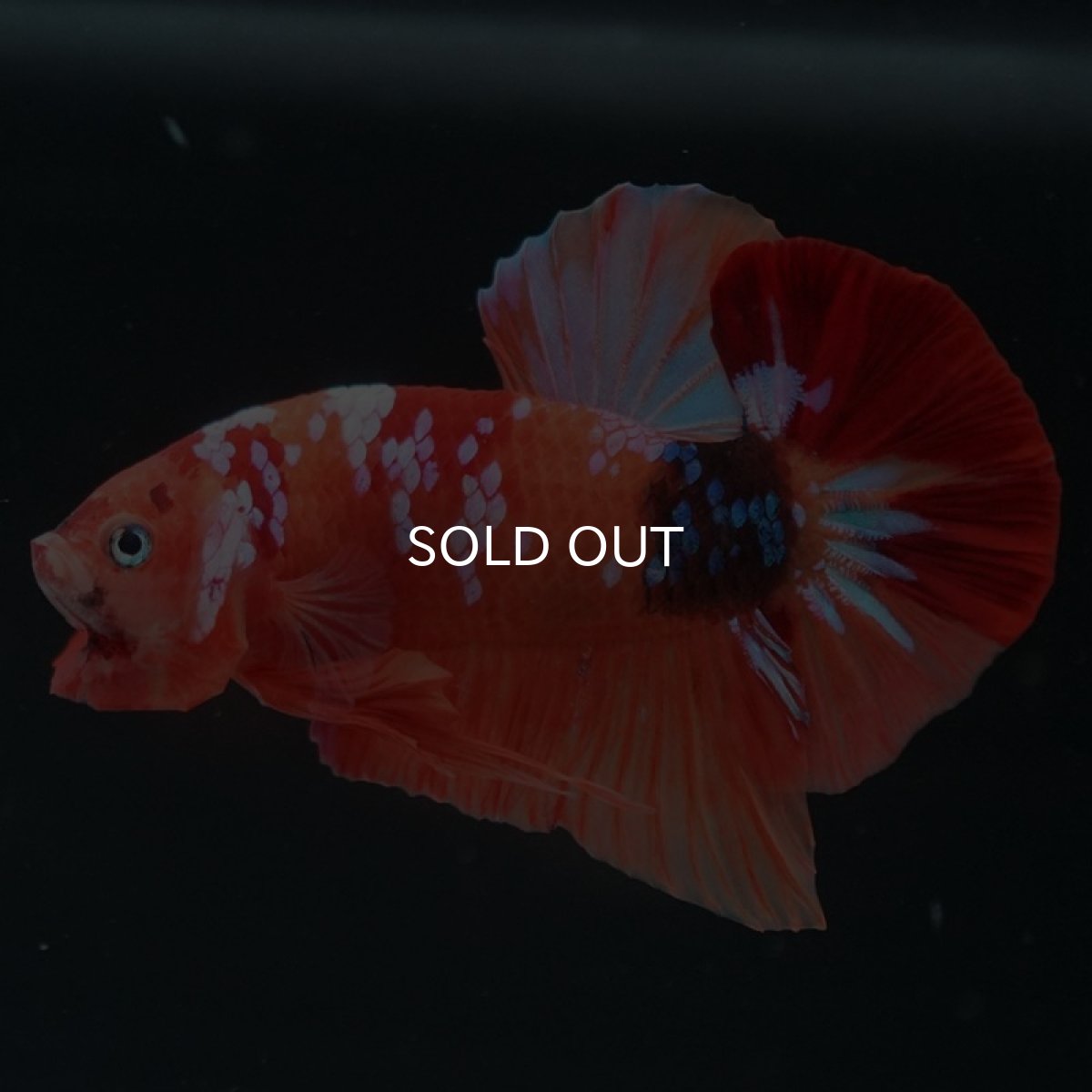 画像6: HMPK　キャンディギャラクシー (6)